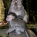 monkey_macaque_balinese_mf_ubud_v_0604_bal0610.jpg